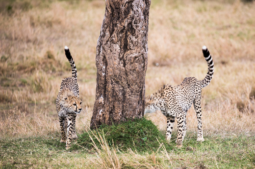 Playtime in the Mara