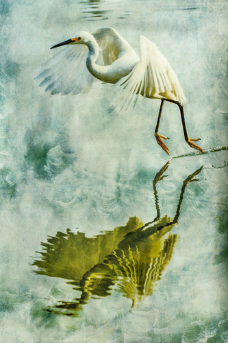 Egret, Reflected