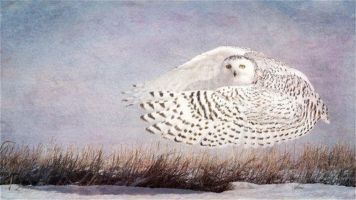 Hover (Snowy Owl)