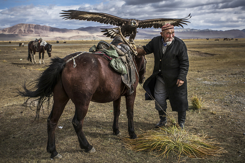 Golden Eagle With Spread Wings On Horse