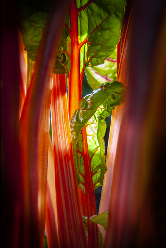 Chard in the field