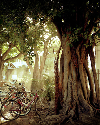Banyan and Bikes