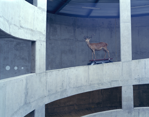 Stag on Roof Rack