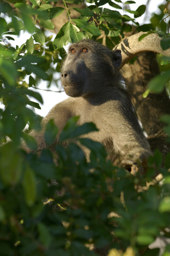 Baboon Looking to Heaven, Kruger Park