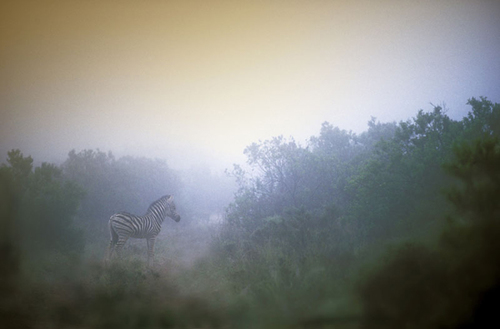 Zebra in the Mist, South Africa
