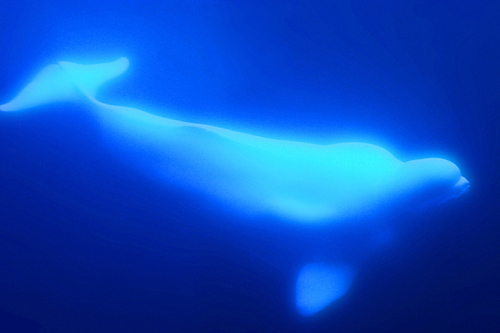 Beluga Blue