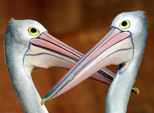 Dueling Pelicans