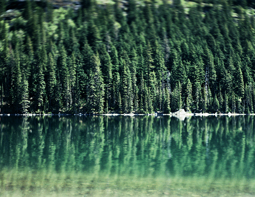 Avalanche Lake Trees