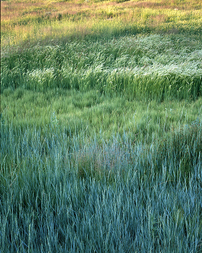 Tapestry of Grass